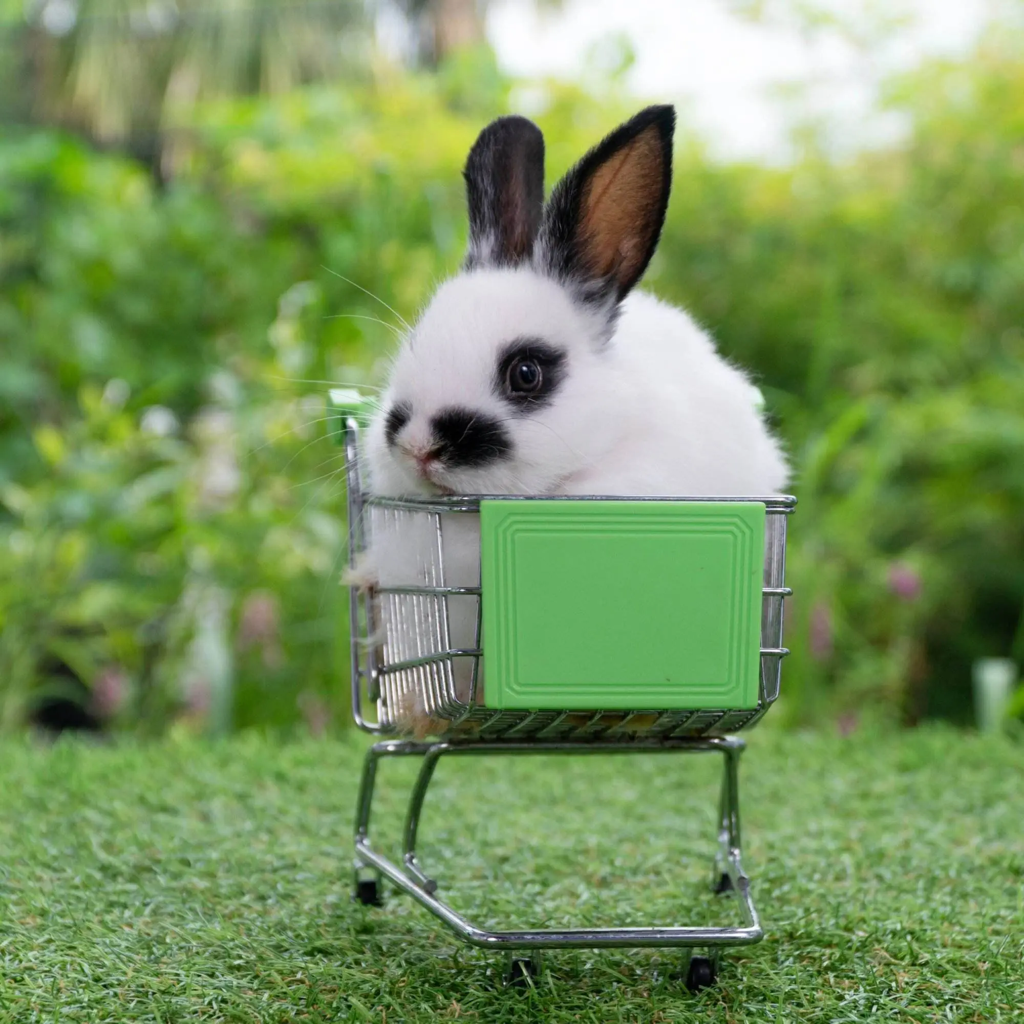 A small, fluffy, black and white bunny sits in a small shopping cart with a green square on the front.